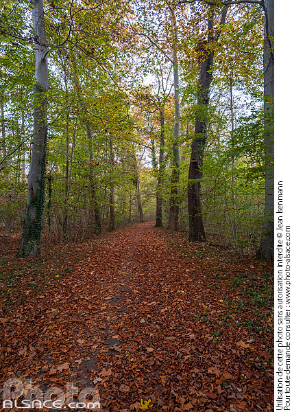 Photo : La piste des Forts dans la forêt de la Robertsau en automne, Strasbourg, Bas-Rhin (67) - (ref. 241103-002) © Jean Isenmann