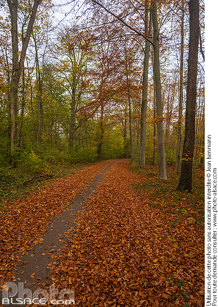 Photo : La piste des Forts dans la forêt de la Robertsau en automne, Strasbourg, Bas-Rhin (67) - (ref. 241103-005) © Jean Isenmann