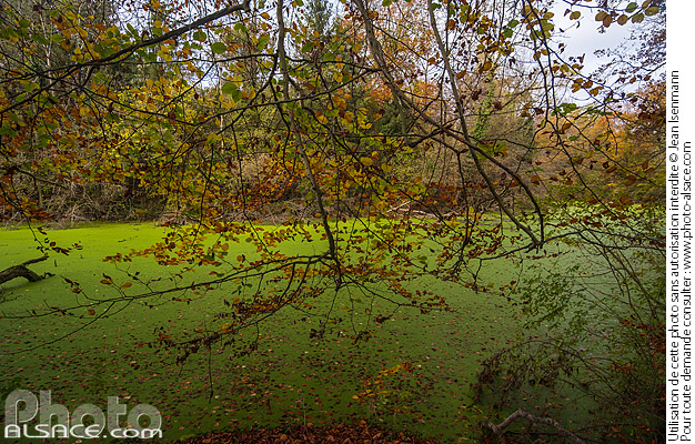 Photo : Rivière du Steingiessen dans la forêt de la Robertsau en automne, Strasbourg, Bas-Rhin (67) - (ref. 241103-006) © Jean Isenmann