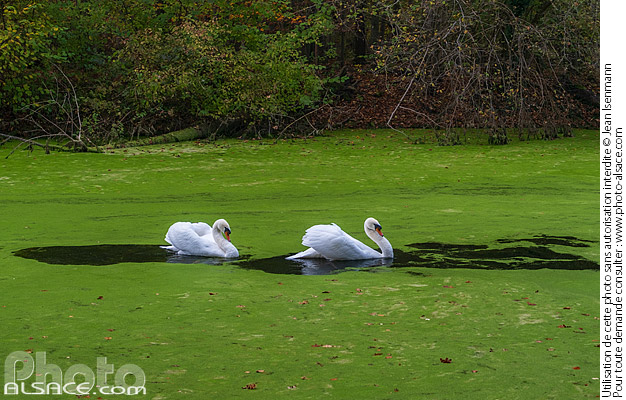 Photo : Deux Cygnes sur le Steingiessen dans la forêt de la Robertsau en automne, Strasbourg, Bas-Rhin (67) - (ref. 241103-018) © Jean Isenmann