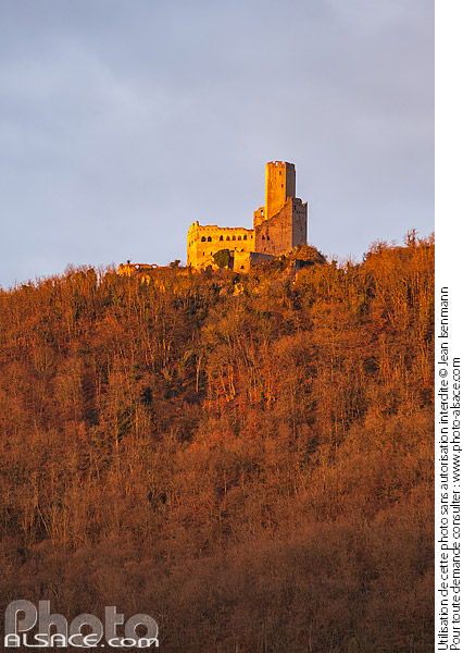 Photo : Château de l'Ortenbourg aux premiers rayons du soleil à la fin de l'automne, Scherwiller, Bas-Rhin (67) - (ref. 241215-003) © Jean Isenmann