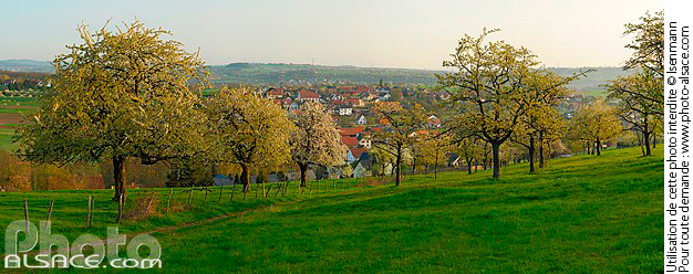 Verger au printemps, Fuchsberg, Cosswiller, Bas-Rhin (67), Alsace, France