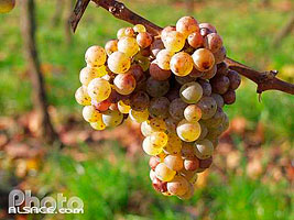 Photo : Grappe de raisin a la fin de l'automne, Boersch, Bas-Rhin (67)