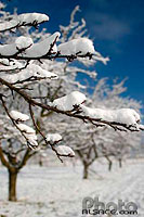 Photo : Branche d'arbre sous la neige dans un verger, Balbronn, Bas-Rhin (67)