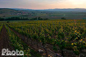 Photo : Vignoble de la Couronne d'Or, Dangolsheim, Bas-Rhin (67), Alsace, France