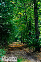 Photo : Chemin dans la foret de Haguenau, Bas-Rhin (67)