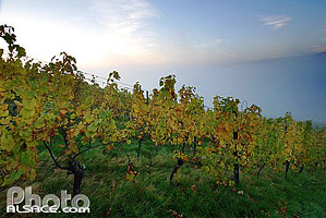 Photo : Vignoble grand cru du Wiebelsberg, Andlau, Bas-Rhin (67)