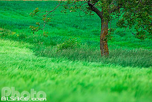 Photo : Verger, Reutenbourg, Bas-Rhin (67)
