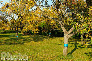 Photo : Verger, Heiligenstein, Bas-Rhin (67)