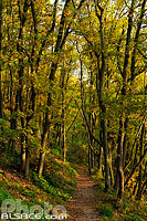 Photo : Forêt de Scherwiller, Bas-Rhin (67)