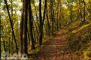 Photo : Forêt de Scherwiller, Bas-Rhin (67)