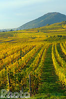 Photo : Vignoble de Scherwiller, Scherwiller, Bas-Rhin (67)