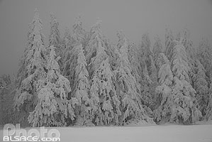 Photo : Sapin sous la neige au Champ du Feu, Bas-Rhin (67), Alsace, France