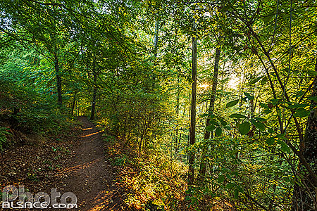 Photo : Forêt de Dambach dans le parc naturel régional des Vosges du Nord, Bas-Rhin (67)