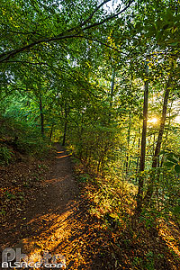 Photo : Forêt de Dambach dans le parc naturel régional des Vosges du Nord, Bas-Rhin (67)