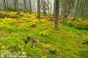 Photo : Sous-bois, Forêt communale de Soultzeren, Haut-Rhin (68)