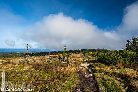 Photo : Réserve Naturelle de Tanet-Gazon du Faing, Parc naturel régional des Ballons des Vosges, Vosges (88)