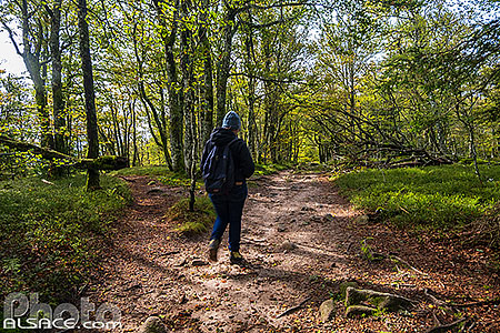 Photo : Sentier de grande randonnée GR5 au milieu d'une Hêtraie d'altitude sur les crêtes Vosgiennes, Le Valtin, Vosges (88)