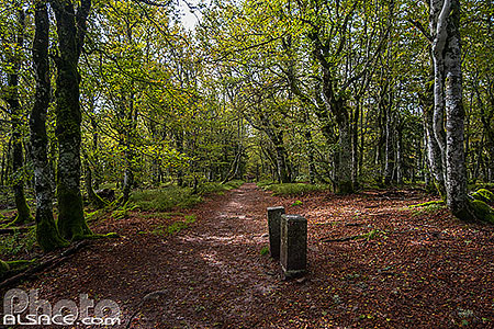 Photo : Sentier de grande randonnée GR5 au milieu d'une Hêtraie d'altitude sur les crêtes Vosgiennes, Le Valtin, Vosges (88)