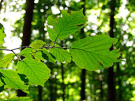 Photo : Feuilles, Bas-Rhin (67)