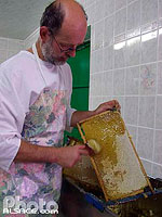 Photo : Desoperculage des cadres, Dans la miellerie, Bas-Rhin (67)